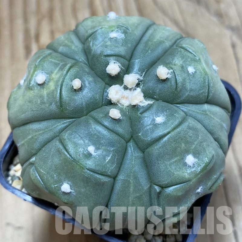 SH8804 Astrophytum asterias ‘Kikko’, 5-ribs