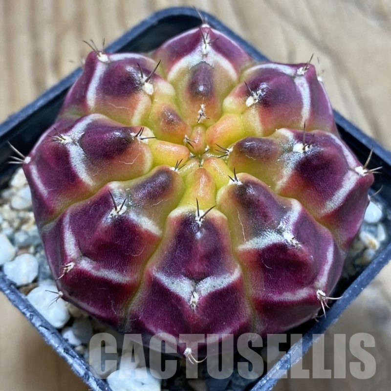 SH10055 Gymnocalycium mihanovichii ‘Day Dream’, seedling