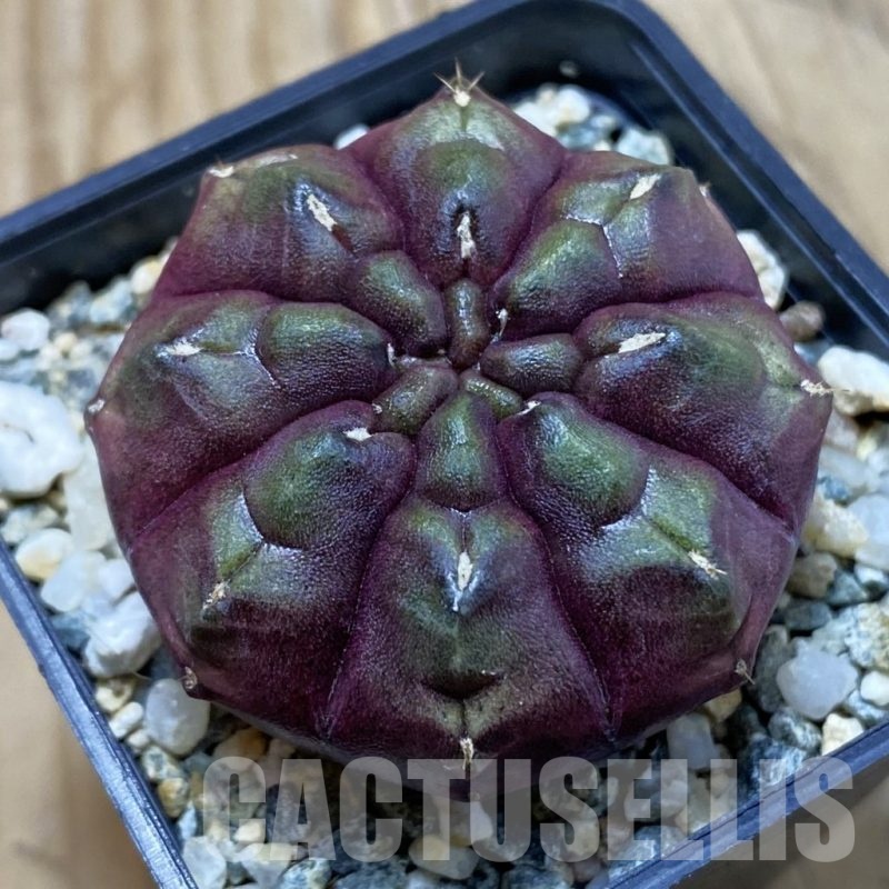 SH10334 Gymnocalycium mihanovichii ‘Day Dream’, seedling