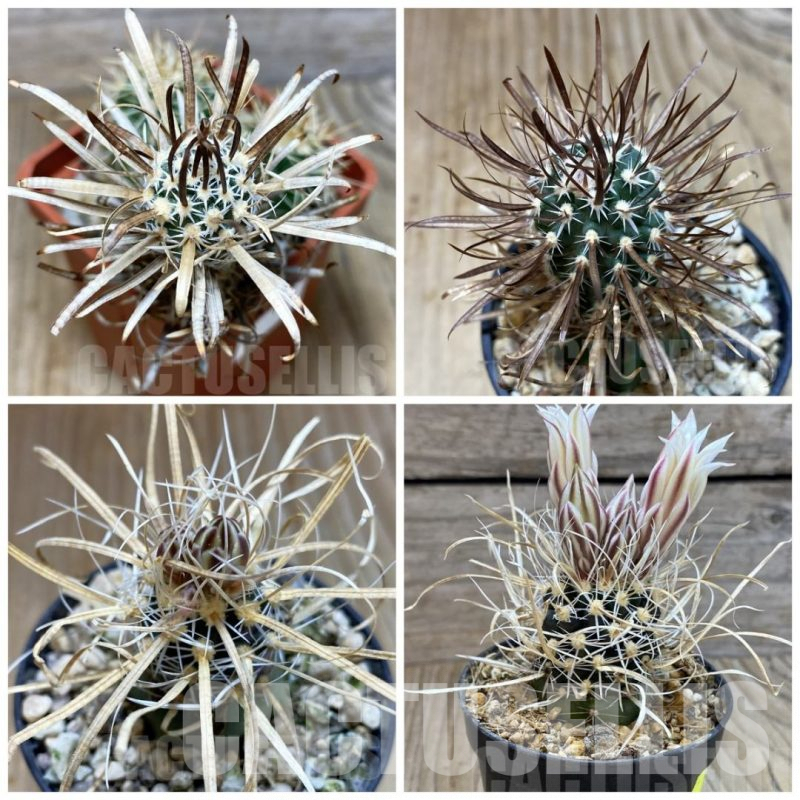 LOT920 5 SEEDS Toumeya papyracantha mix 2025