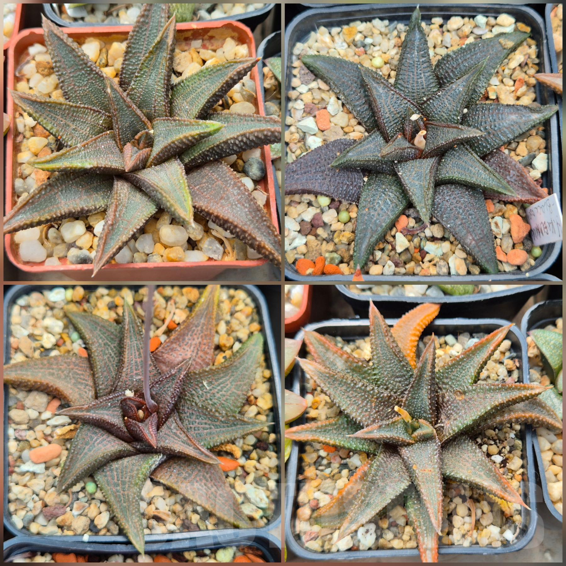 LOT909 10 SEEDS Haworthia koelmaniorum mix 2025