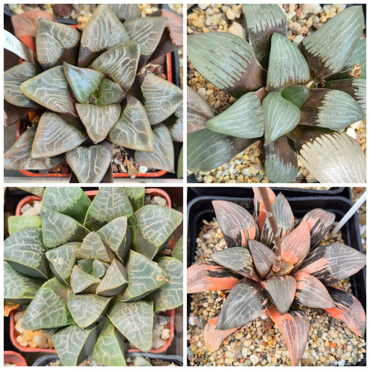 LOT911 10SEEDS Haworthia bayeri mix x bayeri f.variegata 2025