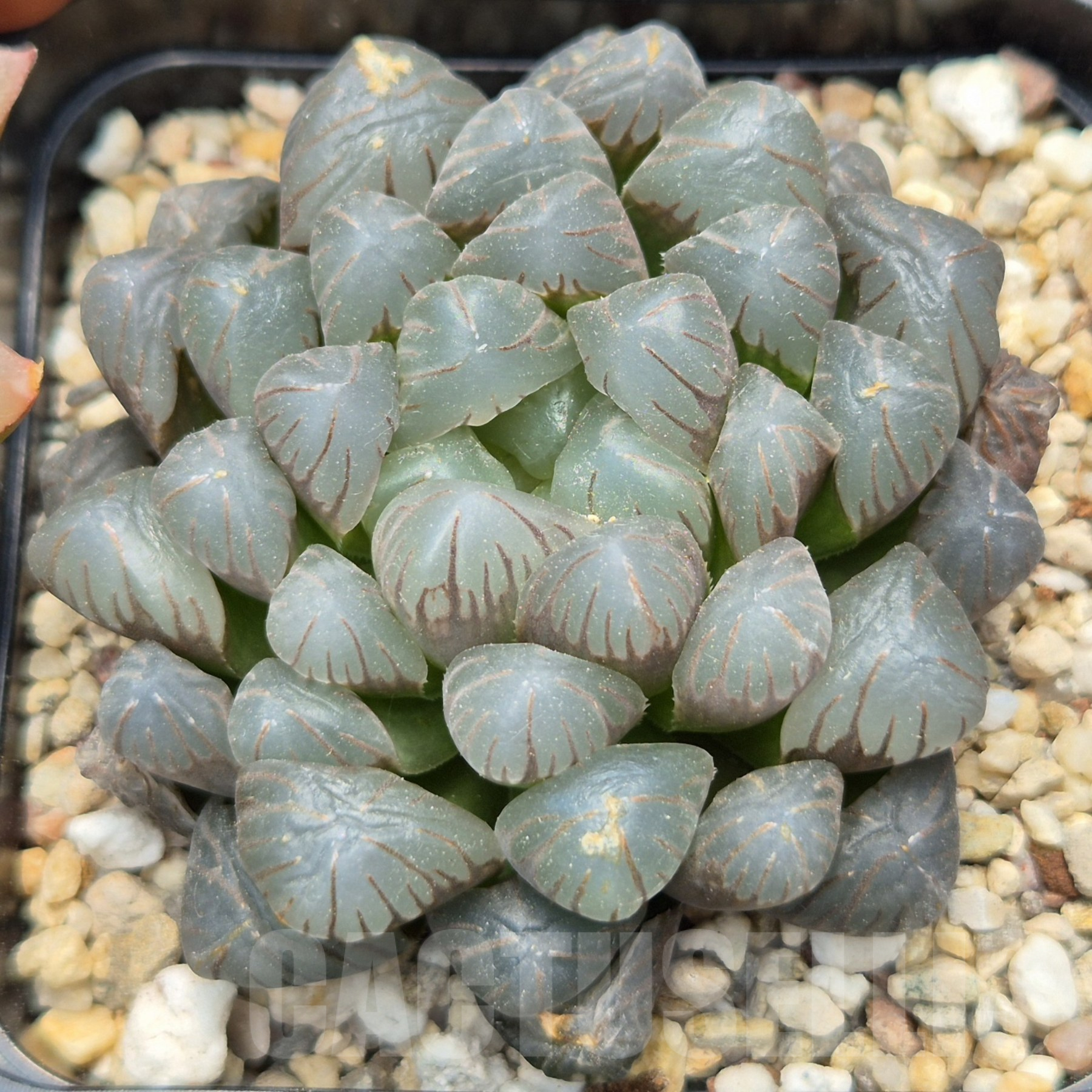 LOT913 10SEEDS Haworthia obtusa ‘Big OB’ 2025