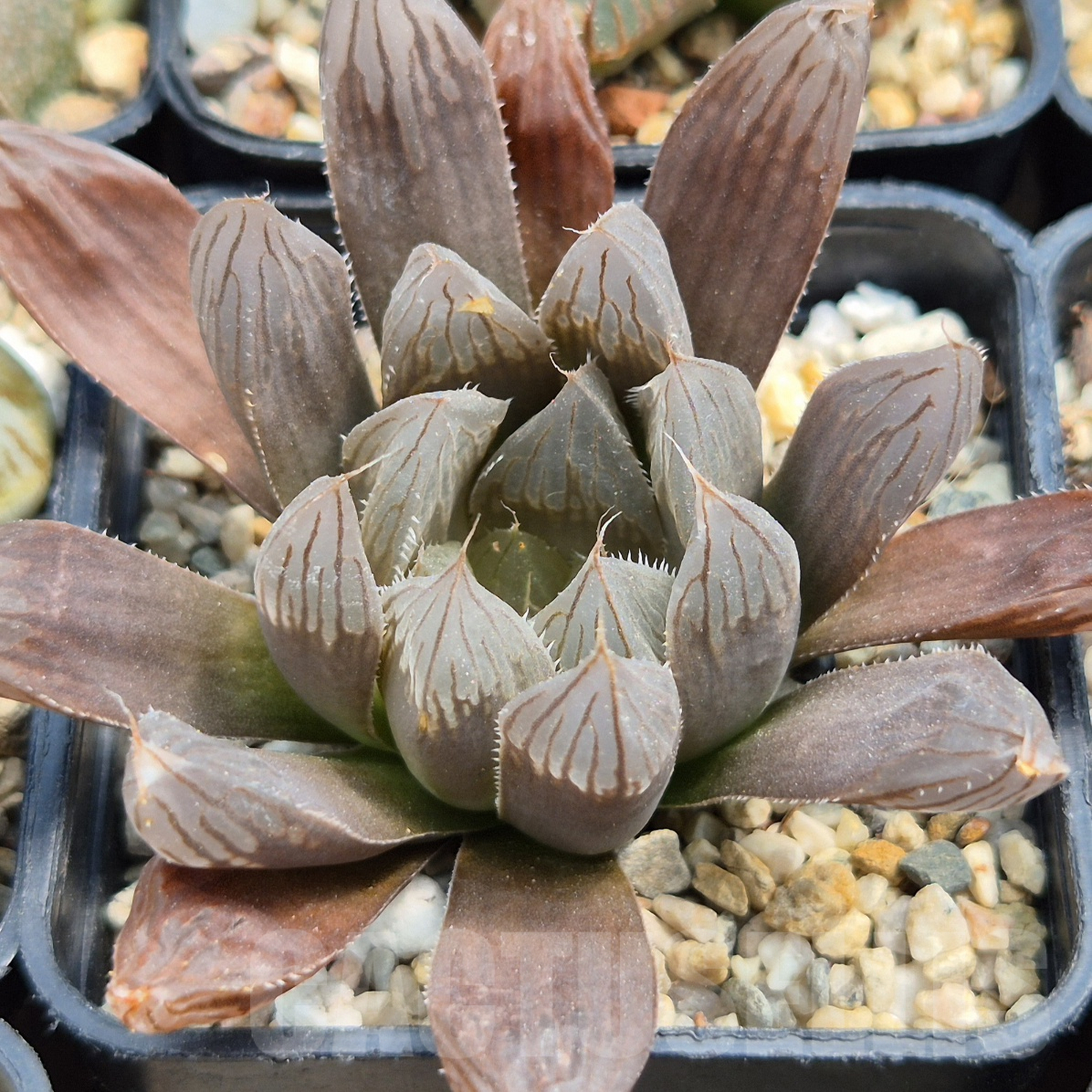 LOT919 10SEEDS Haworthia 'Black obtusa' sp 2025