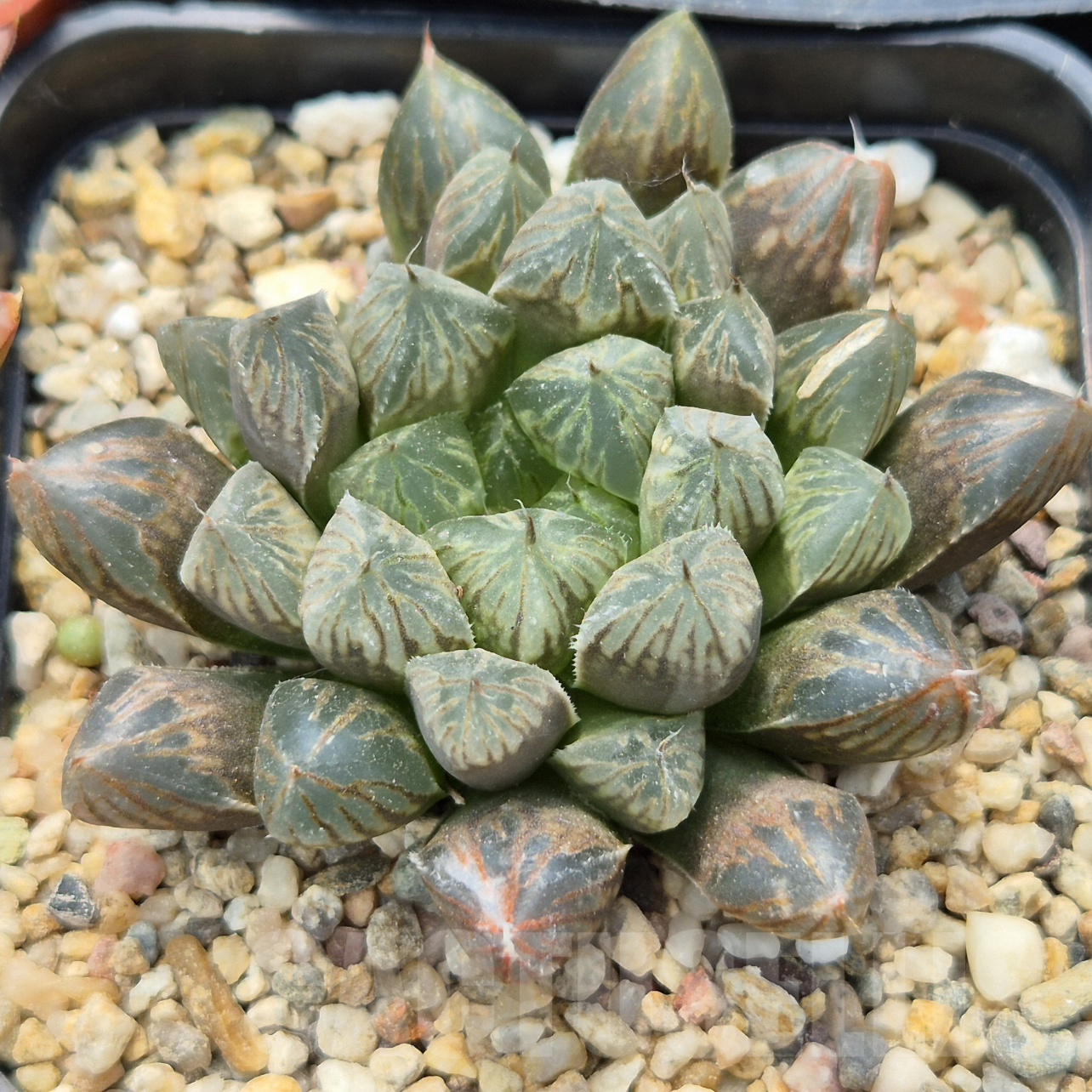 LOT914 10SEEDS Haworthia 'Mirror Ball' hybrid 2025