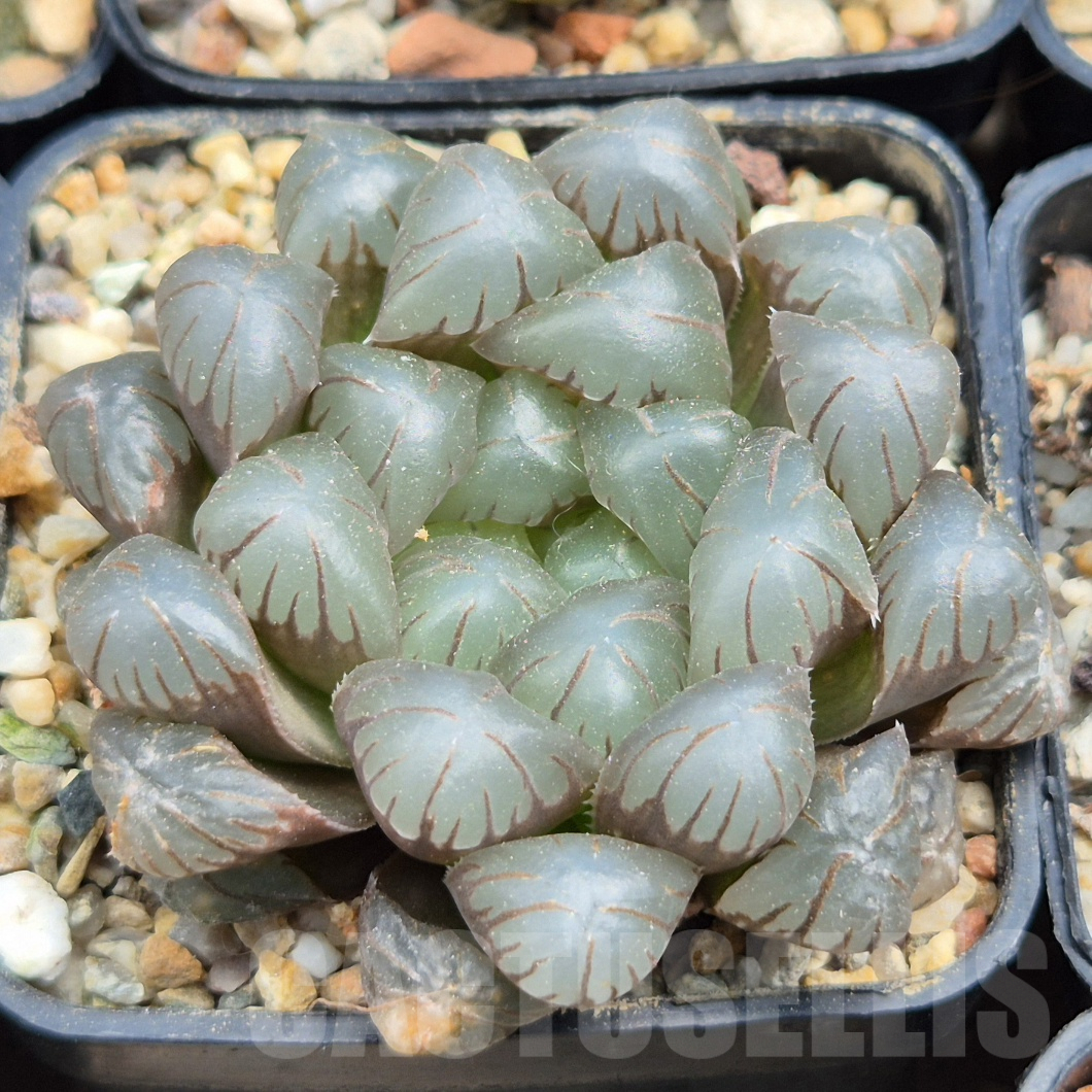 棘.PLANTS LOT549 10 SEEDS Haworthia comptoniana x springbokvlakensis