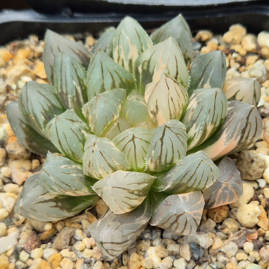 LOT916 10SEEDS Haworthia 'Black obtusa' f.variegata 2025