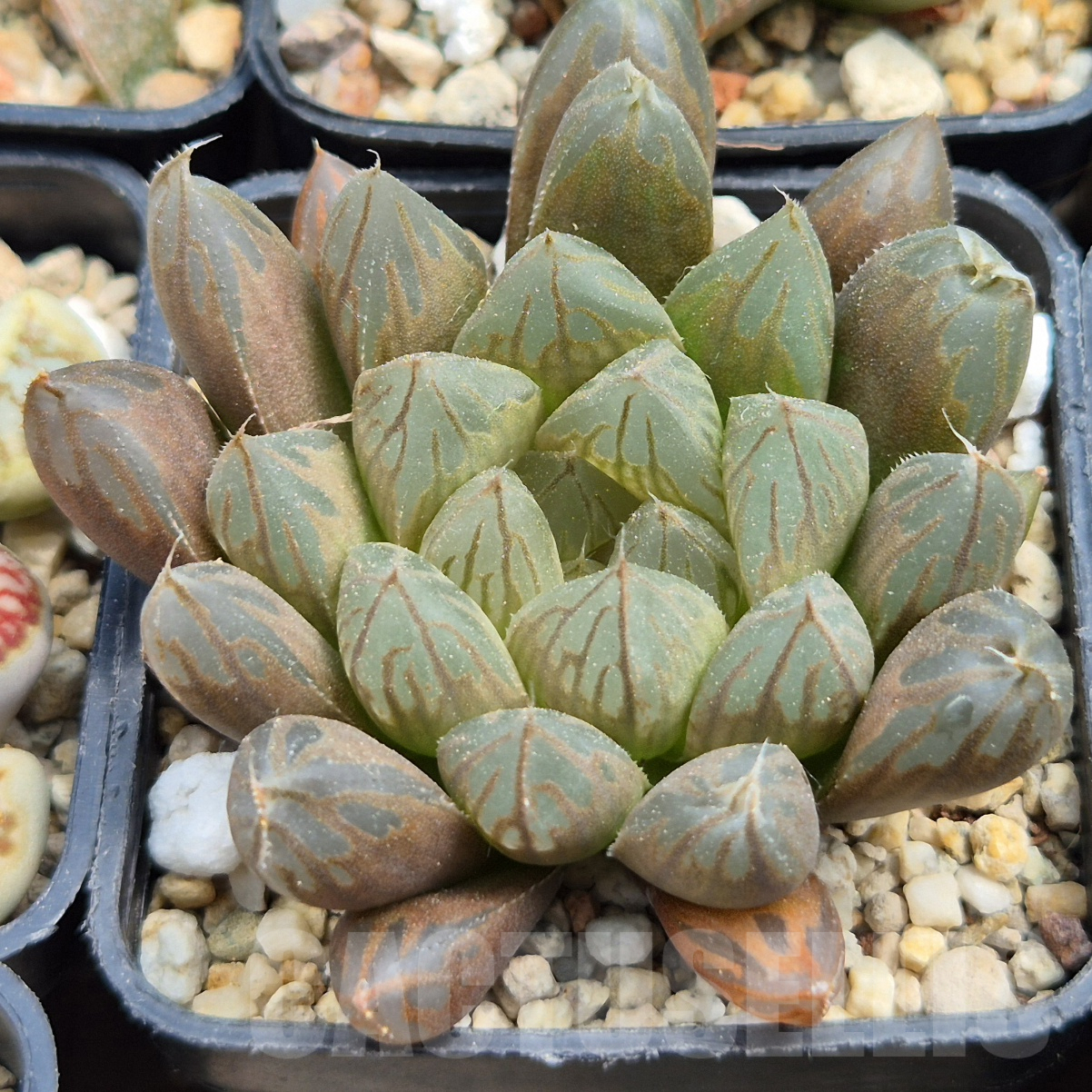 LOT917 10SEEDS Haworthia obtusa 'Black Luky' 2025