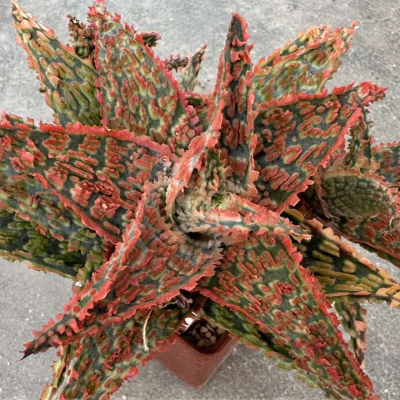 LOT951 20SEEDS Aloe EN67 harvest 2025