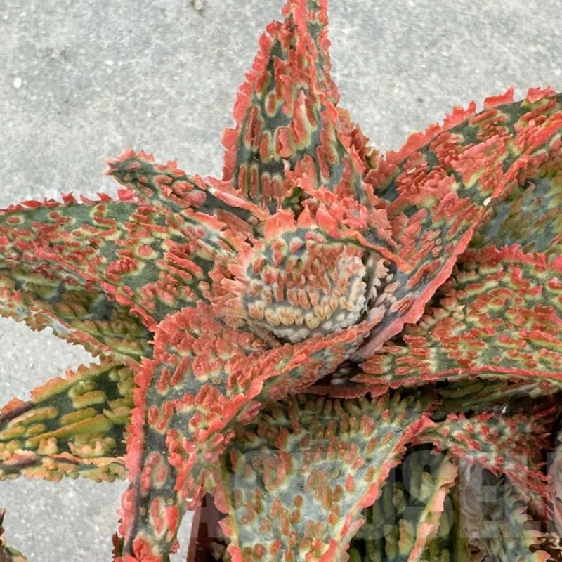 LOT647  20SEEDS  Aloe EN67  20SEEDS harvest 2024