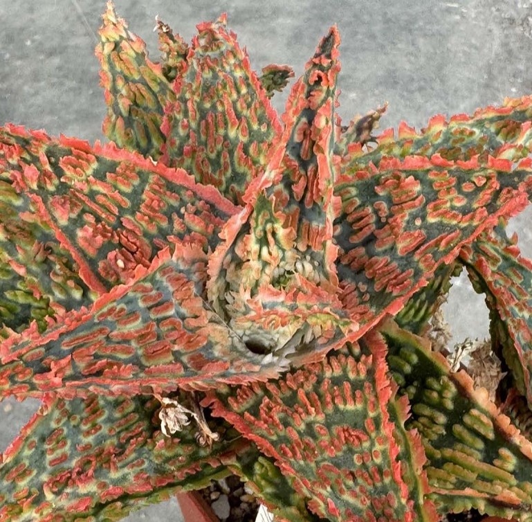 LOT923  20SEEDS Aloe EN67 harvest 2025