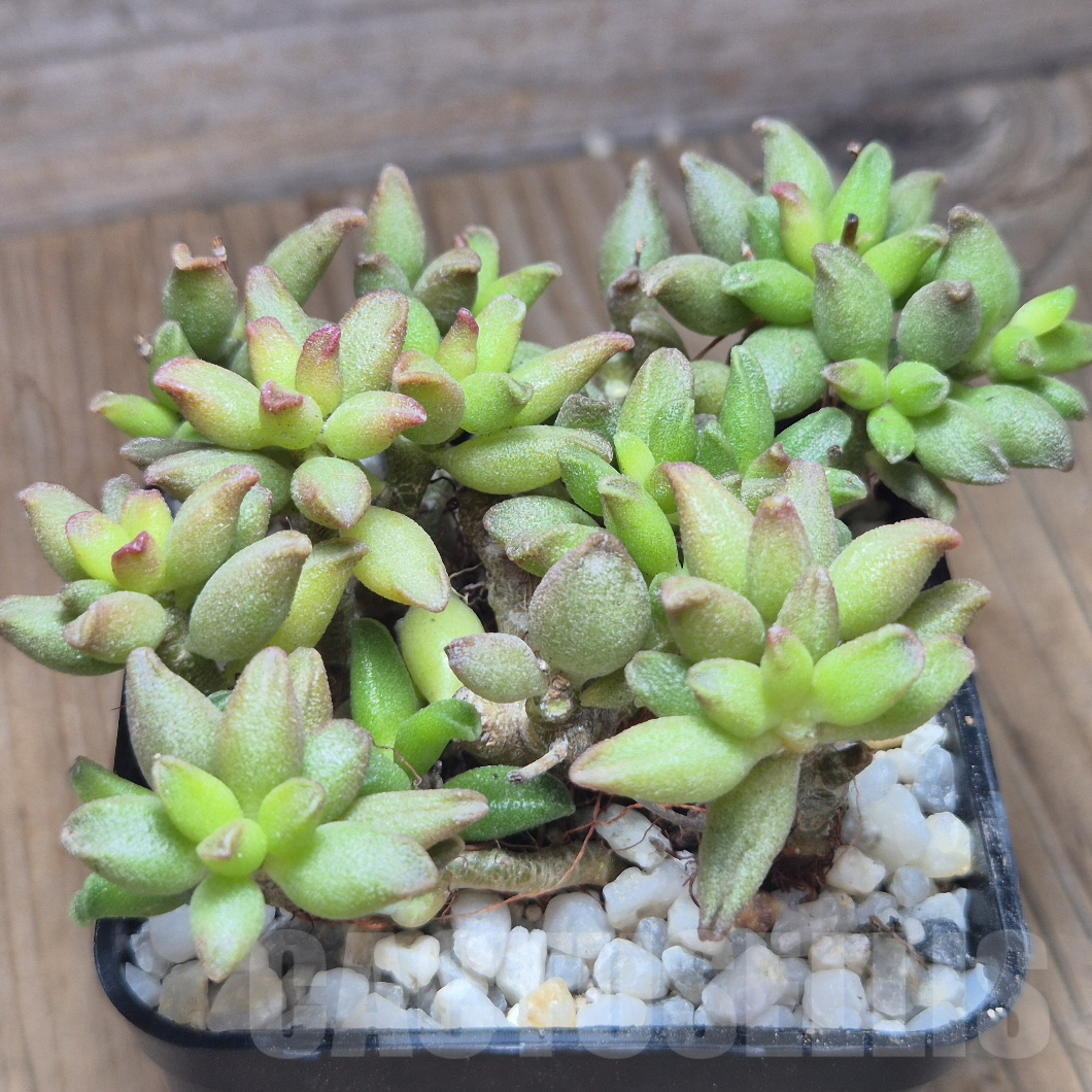 VVG10197 Adromischus marianiae 'Little Spheroid'