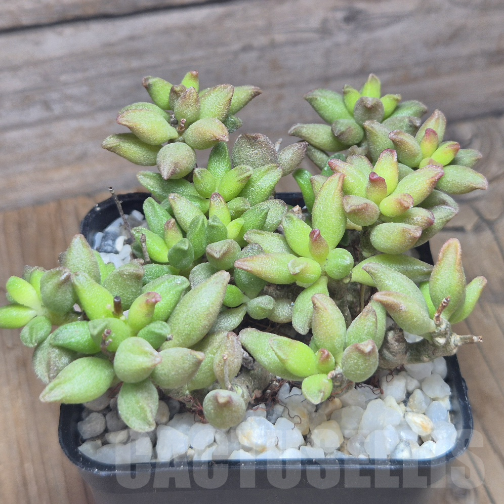 VVG10197 Adromischus marianiae 'Little Spheroid' - Image 2