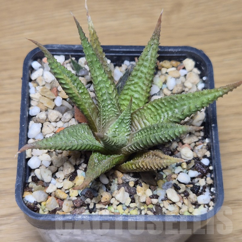 VVG10853 Haworthia limifolia -Ubombo-