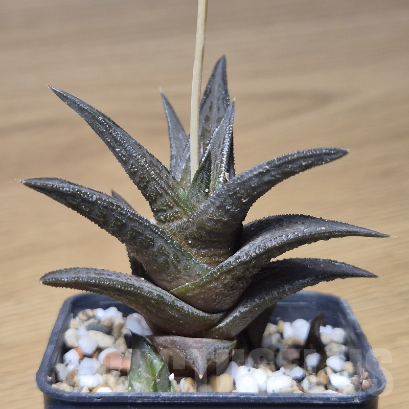 VVG10854 Haworthia nigra