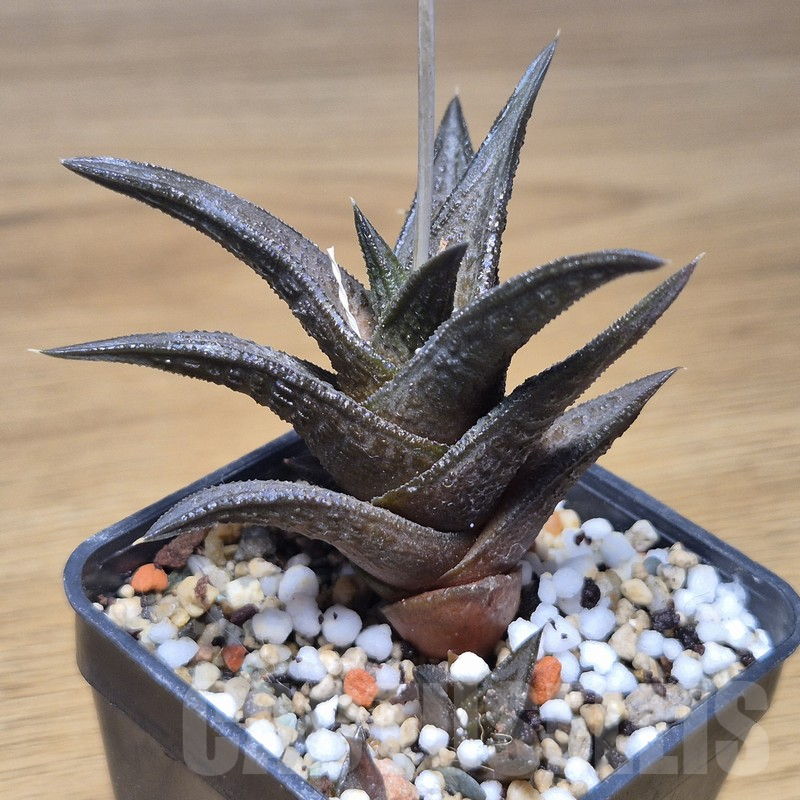 VVG10854 Haworthia nigra - immagine 2