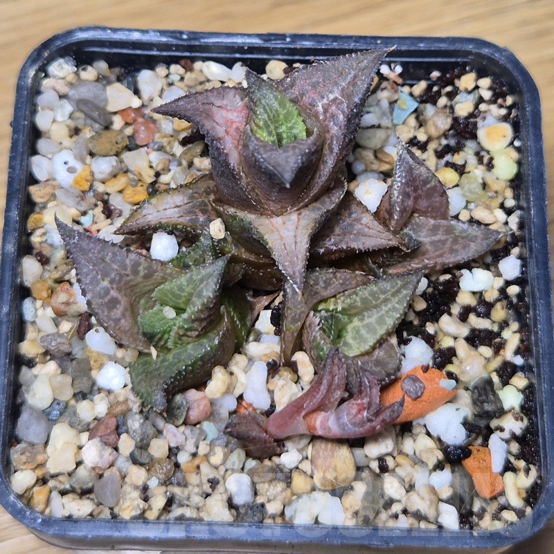 VVG10855 Haworthia coriacea x venosa clon 4