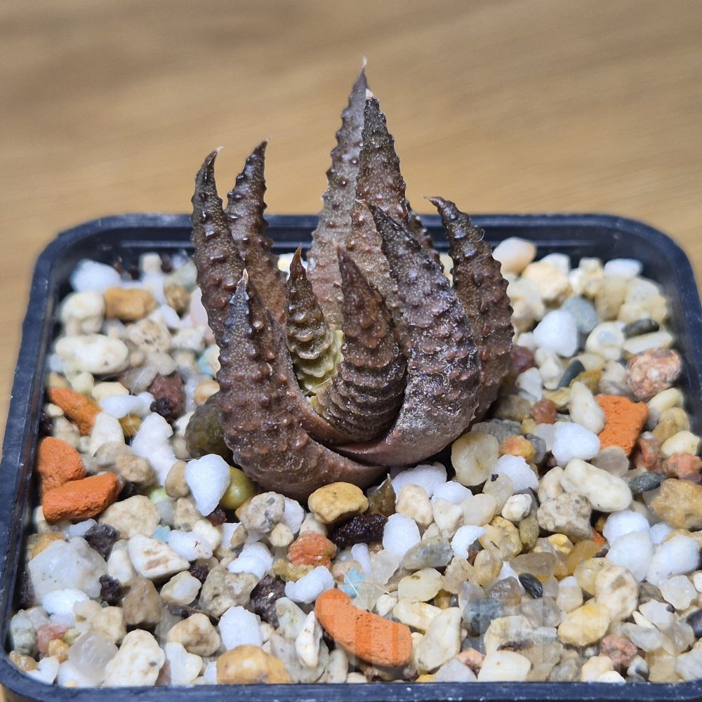 VVG10856 Haworthia scabra x limifolia - Image 2