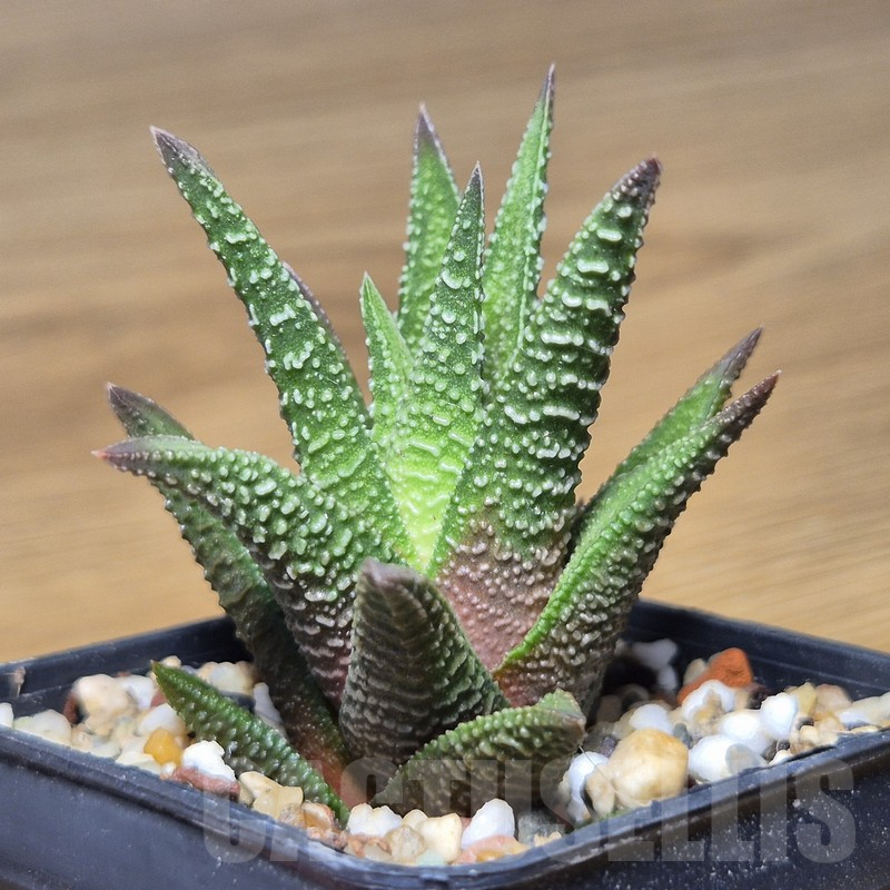 VVG10858 Haworthia nigra hybrid