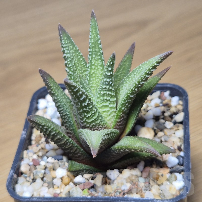 VVG10858 Haworthia nigra hybrid - immagine 2