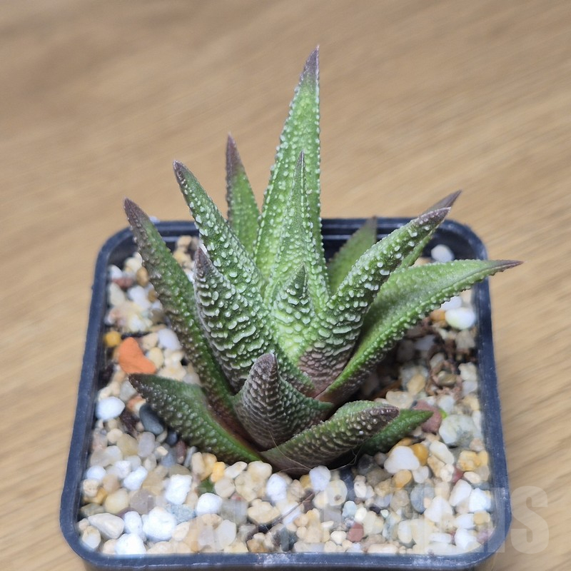 VVG10858 Haworthia nigra hybrid - immagine 3