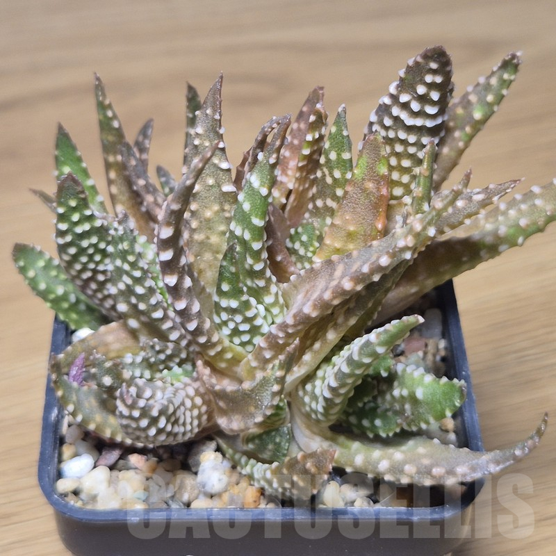 VVG10859 Haworthia pumila f.caespitosa