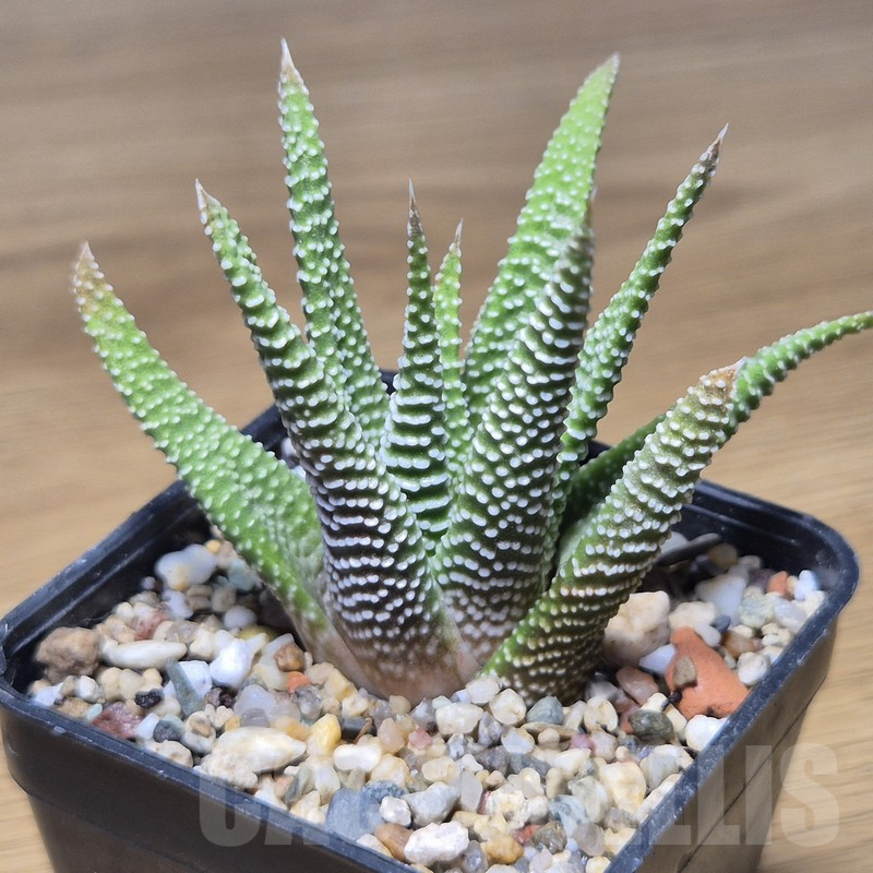 VVG10860 Haworthia minima -Bredasdorp-