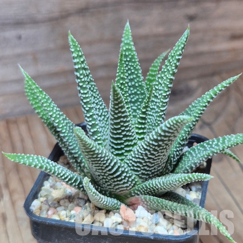 VVG10860 Haworthia minima -Bredasdorp-