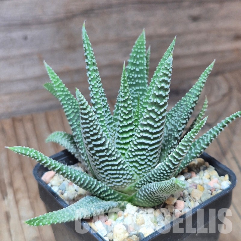 VVG10860 Haworthia minima -Bredasdorp- – Bild 2