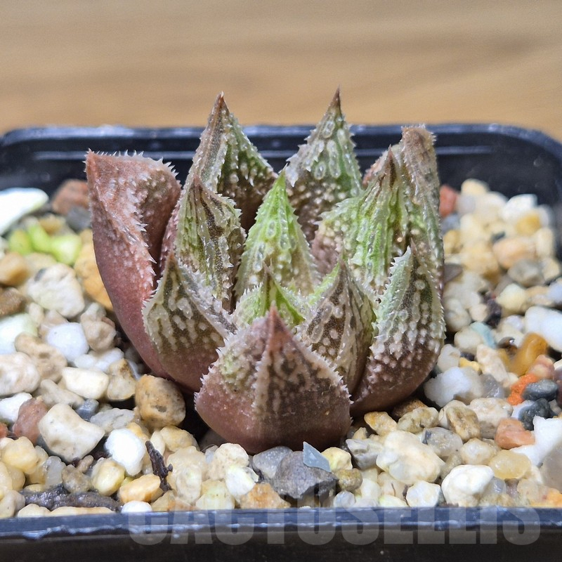 VVG10861 Haworthia 'Gorbi' F2