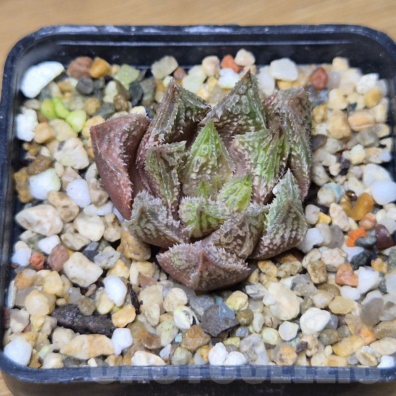 VVG10861 Haworthia 'Gorbi' F2 - Image 2