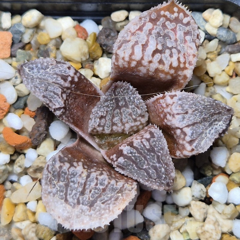 VVG10862 Haworthia ‘Kegazato’ x picta -Japan- x ‘Yulia’ hybrid F2