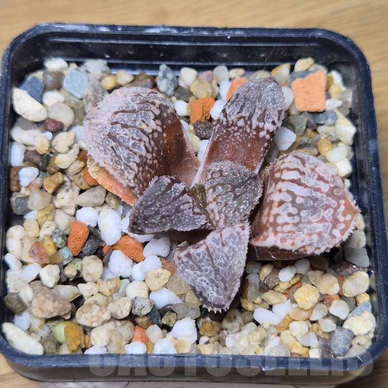 VVG10862 Haworthia ‘Kegazato’ x picta -Japan- x ‘Yulia’ hybrid F2 - Obrázek 2