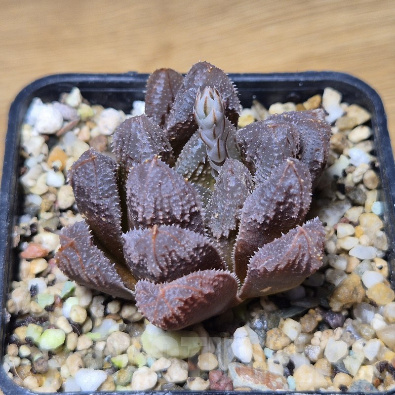 VVG10865 Haworthia 'Hakuteijyo' x cooperi x 'Kegazato'