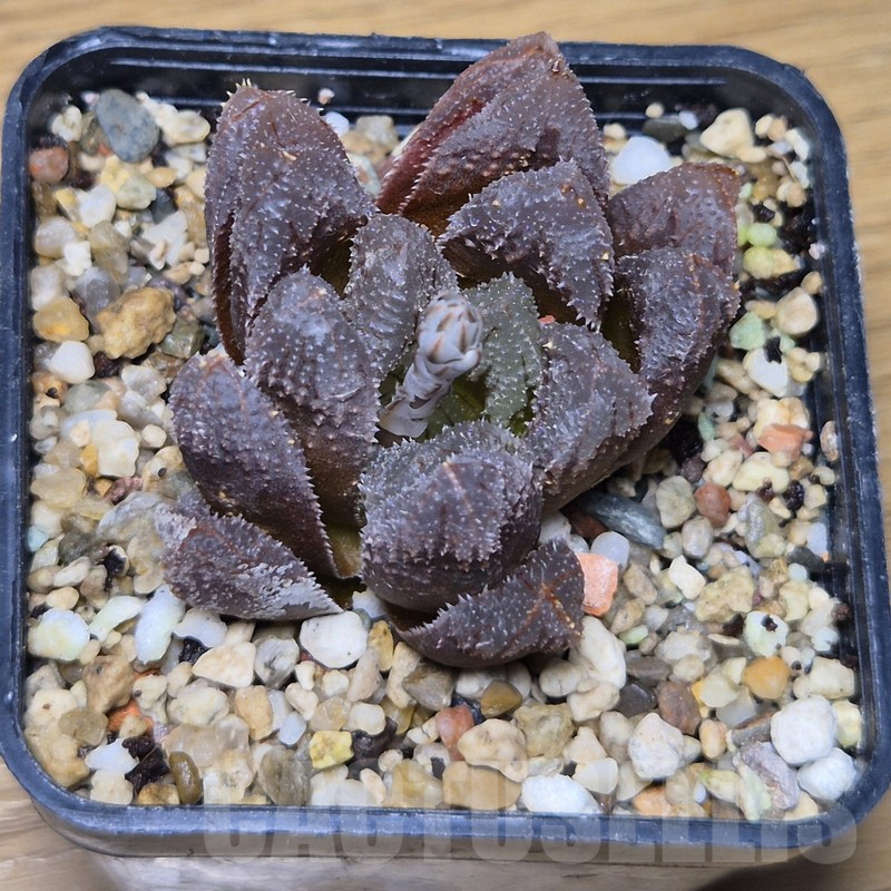 VVG10865 Haworthia 'Hakuteijyo' x cooperi x 'Kegazato' - Image 2