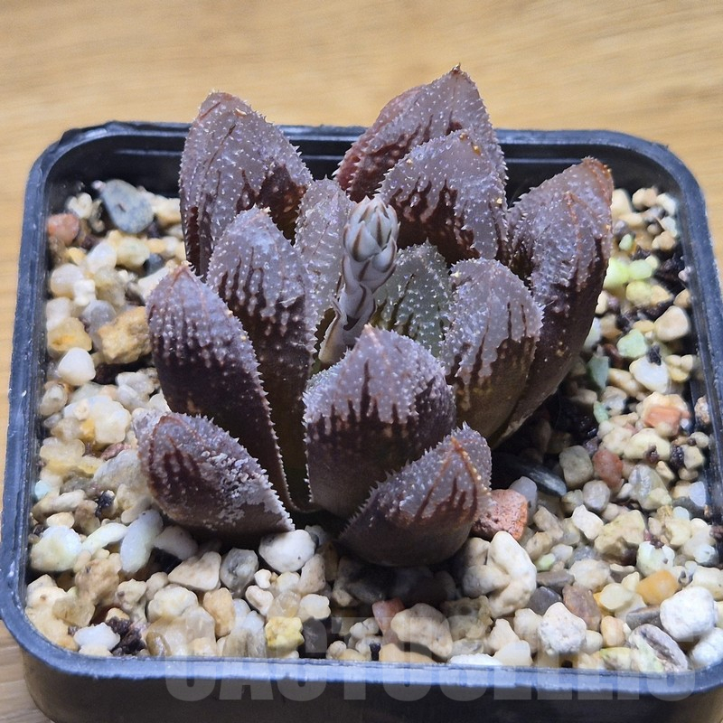 VVG10865 Haworthia 'Hakuteijyo' x cooperi x 'Kegazato' - Image 3