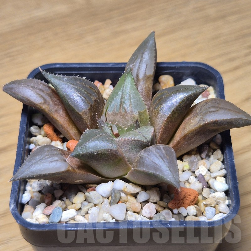 VVG10867 Haworthia mirabilis v.mundula SH