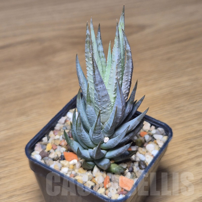 VVG10869 Haworthia glauca SH