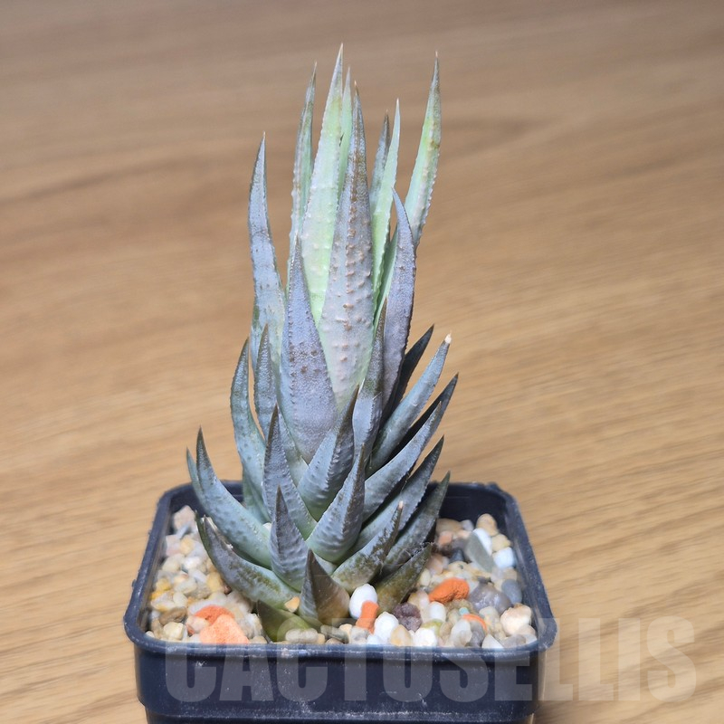 VVG10869 Haworthia glauca SH - Image 2