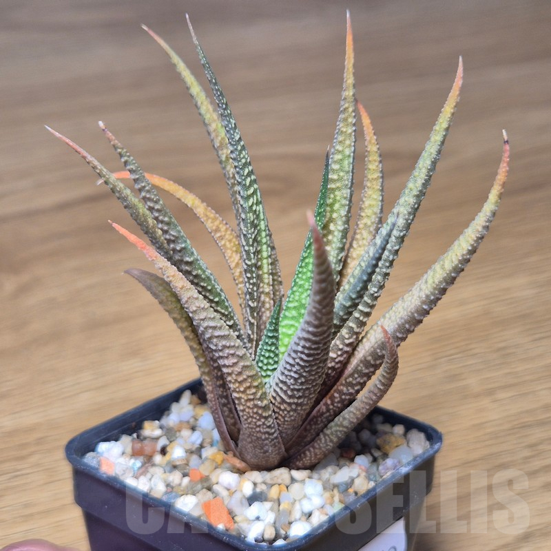 VVG10870 Haworthia scabra x limifolia v.striata - Image 2