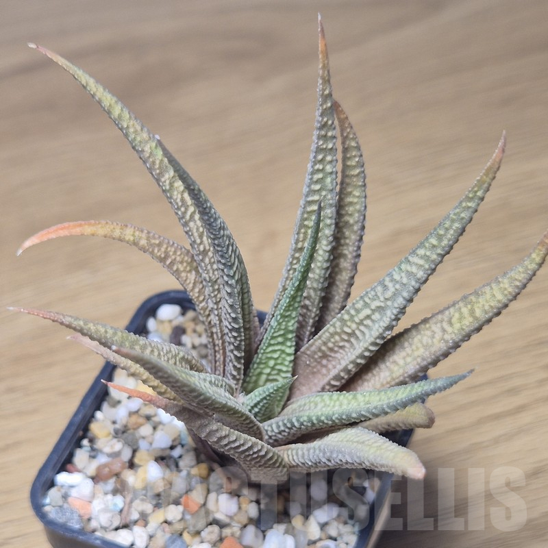 VVG10870 Haworthia scabra x limifolia v.striata