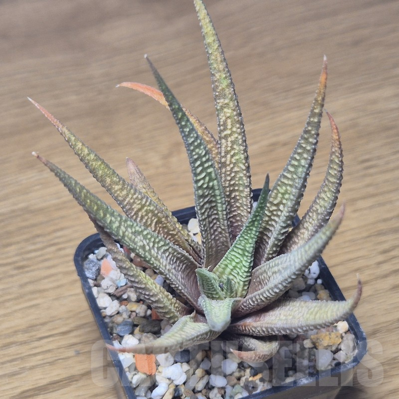 VVG10870 Haworthia scabra x limifolia v.striata - Image 3