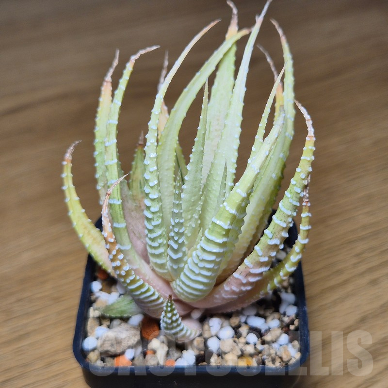 VVG10871 Haworthia attenuata v.chlorofilarm