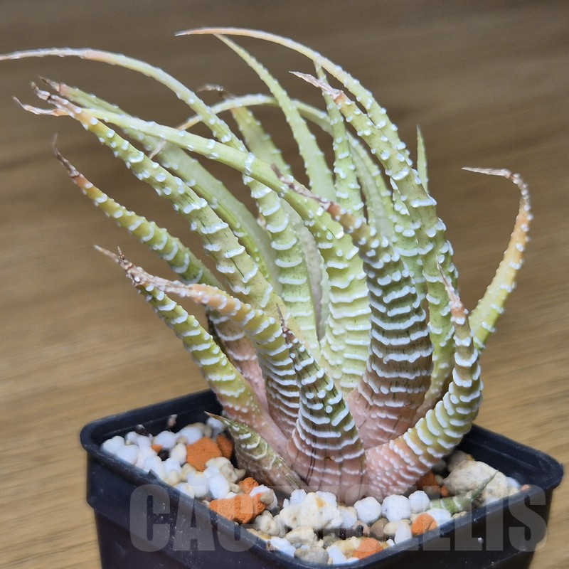 VVG10871 Haworthia attenuata v.chlorofilarm - Image 2
