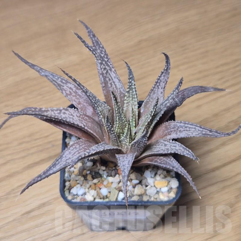 VVG10872 Haworthia guttata hybrid