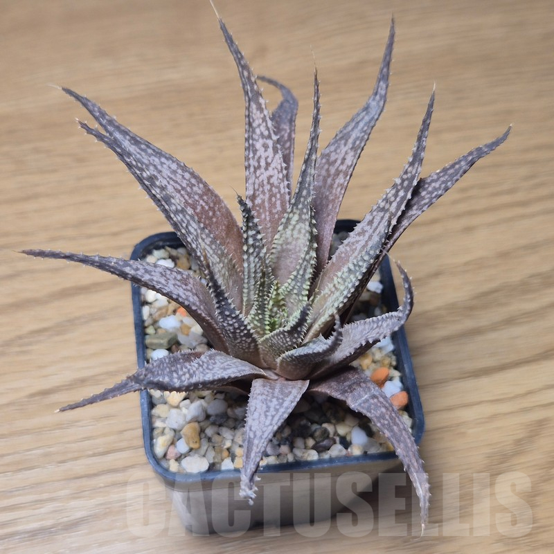 VVG10872 Haworthia guttata hybrid - Image 2