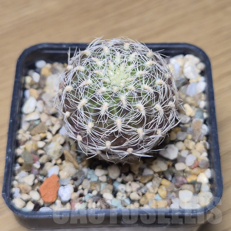 VVG10875 Sulcorebutia roberto-vasquezii , seedling - Image 2