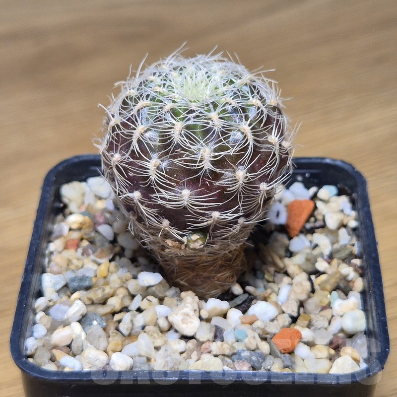 VVG10875 Sulcorebutia roberto-vasquezii , seedling - Image 3