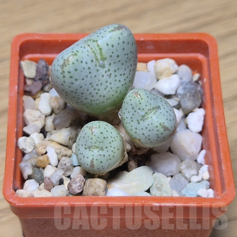 VVG10883 Conophytum taylorianum ssp. ernianum