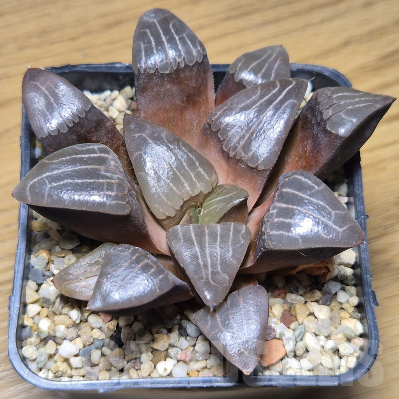 VVG10885 Haworthia bayeri -Japan- x bayeri 'laeta'